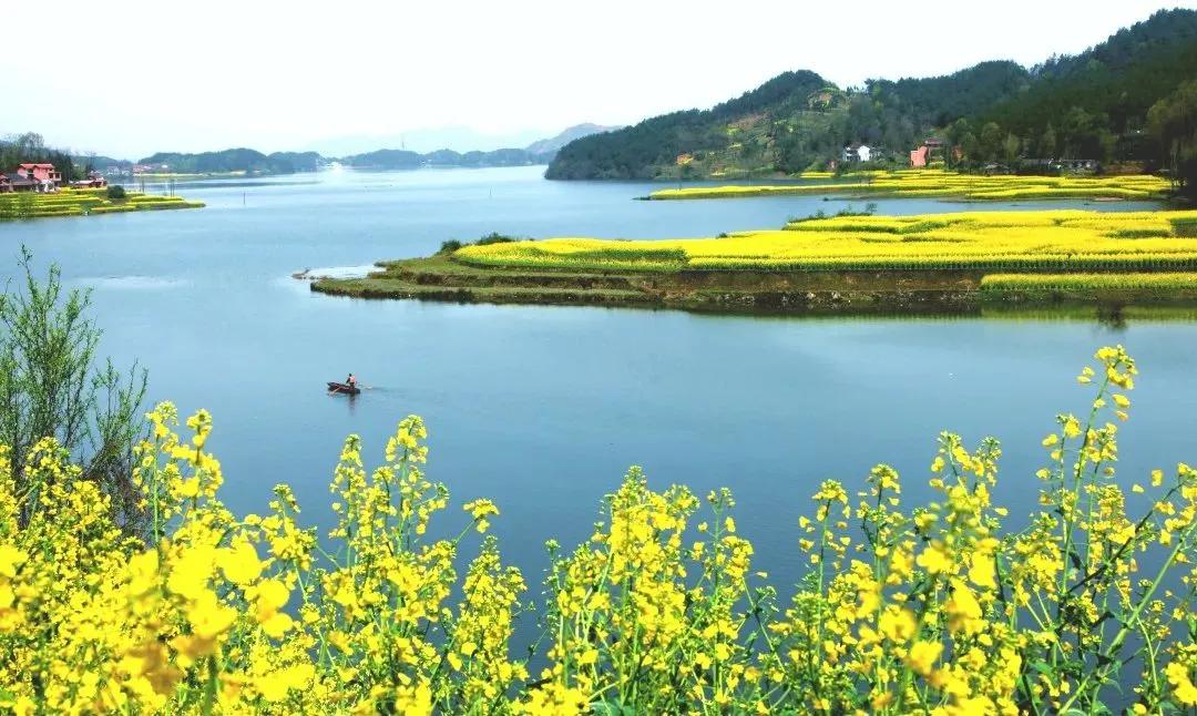 卡塔尔世界杯与2023汉中油菜花旅游节5.0版科学探索