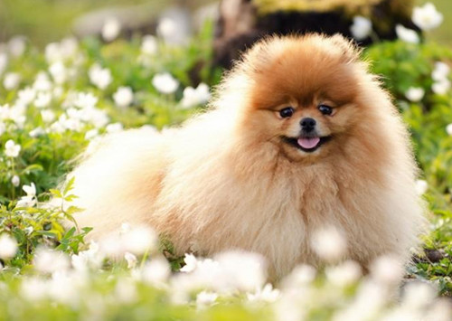 博美怕冷吗怎么老钻被窝,博美幼犬冬天多少度不怕冷