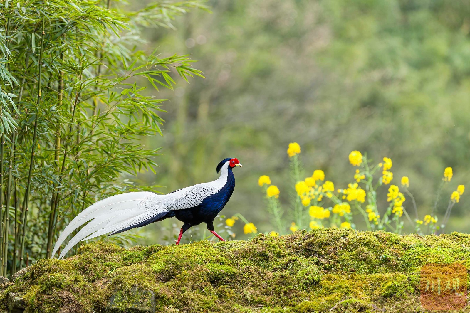 宜宾市屏山——鸟踏春色
