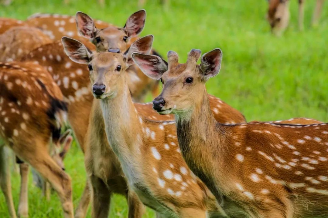 适合夏日避暑的旅游胜地,适合夏天避暑的旅游胜地