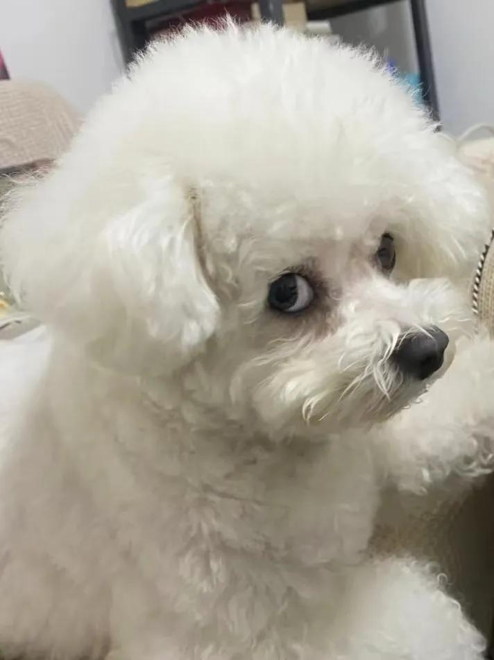 比熊能不能吃太饱,比熊暴饮暴食