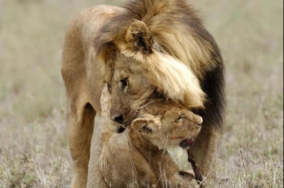 每天交尾可达50次！雄狮与雌狮交尾后，为什么会发生短暂打斗？