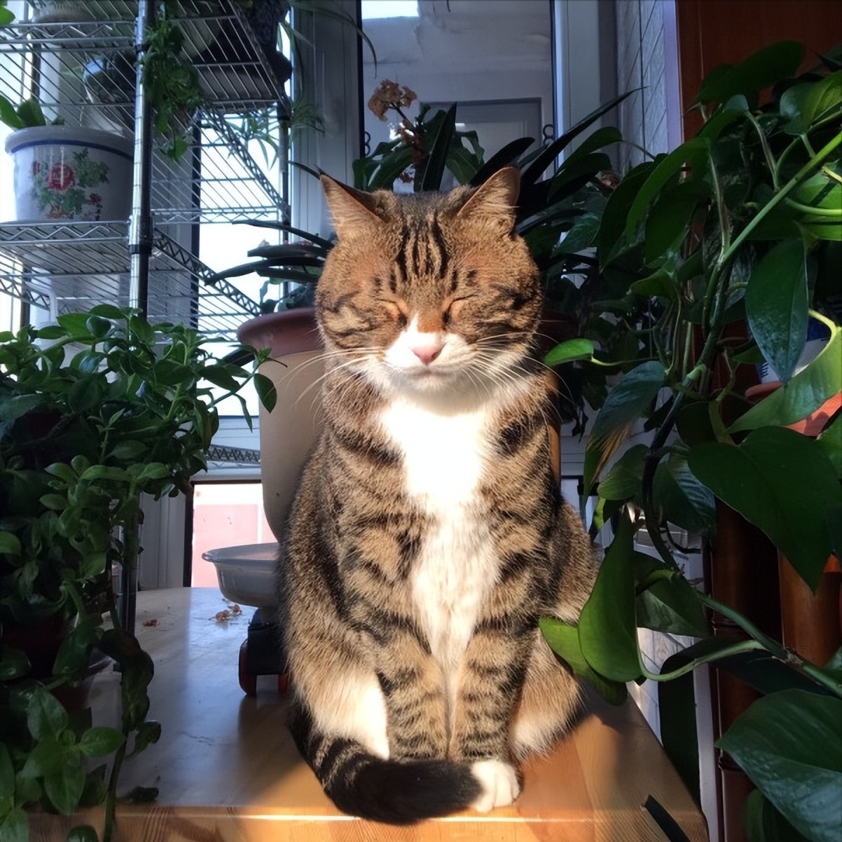 各种猫咪奇怪的睡姿图片大全,猫咪的不同睡姿代表着不同的性格