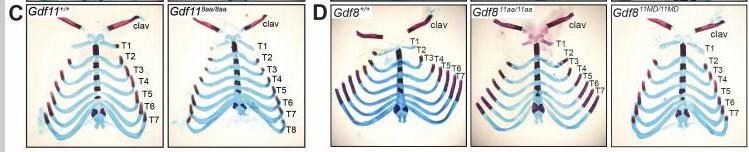 探究GDF11和GDF8氨基酸替代对骨骼发育相关信号通路的实用性研究