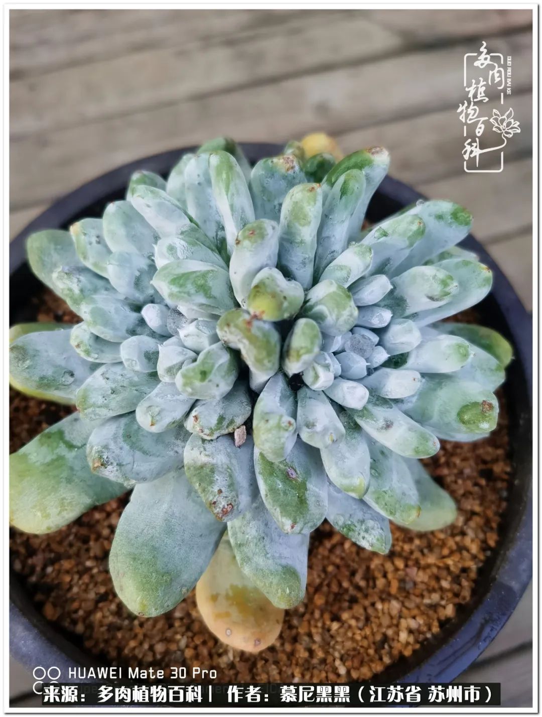 生活需要三分甜,生活需要一半禅意一半烟火