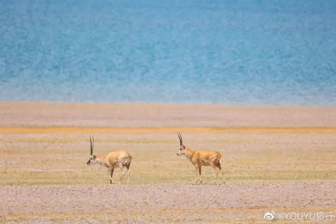 西藏100个最美拍摄点,西藏拍照哪个地方最好看