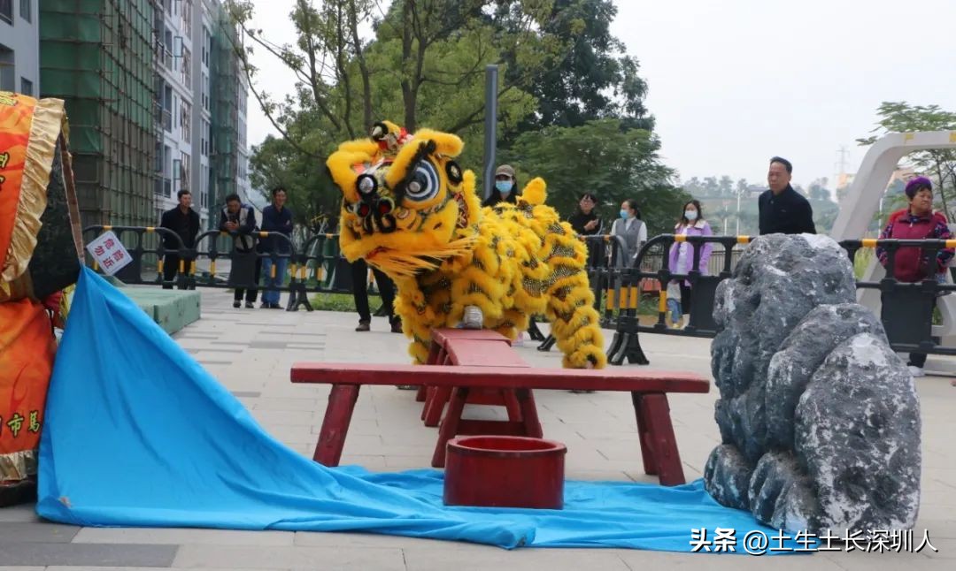 醒狮采青的青有什么材料,醒狮采青的过程正确的顺序