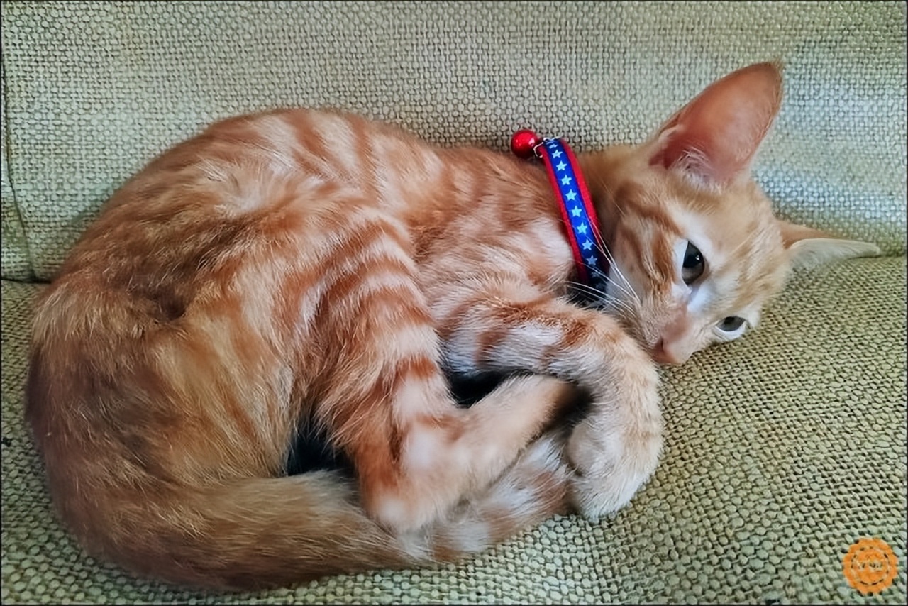 猫零食推荐化毛膏,小末猫粮推荐