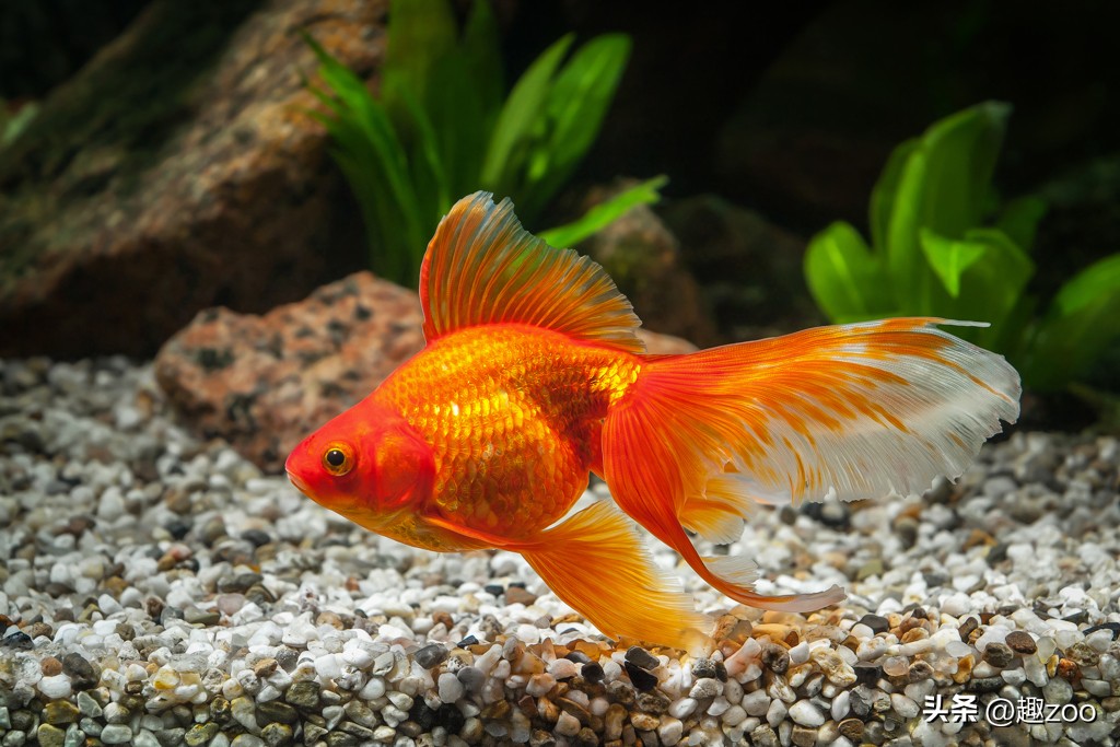 家庭宠物哪个好养活,养殖哪些宠物好养活