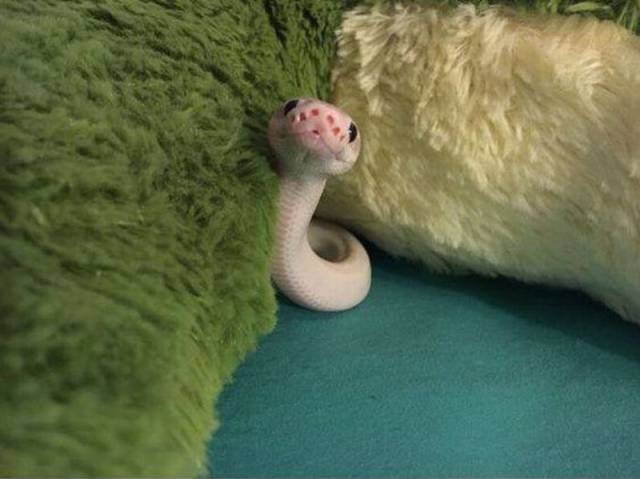 100个难得一见的照片,106个难得一见的照片