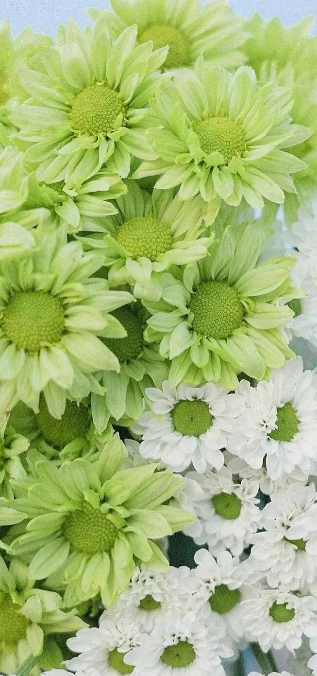 高清全面屏手机壁纸,米奇壁纸高清全面屏