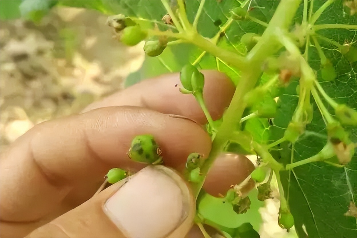 葡萄刚谢花打什么药,葡萄谢花后怎么保果