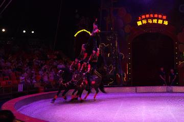 新节目表演,新综艺震撼来袭