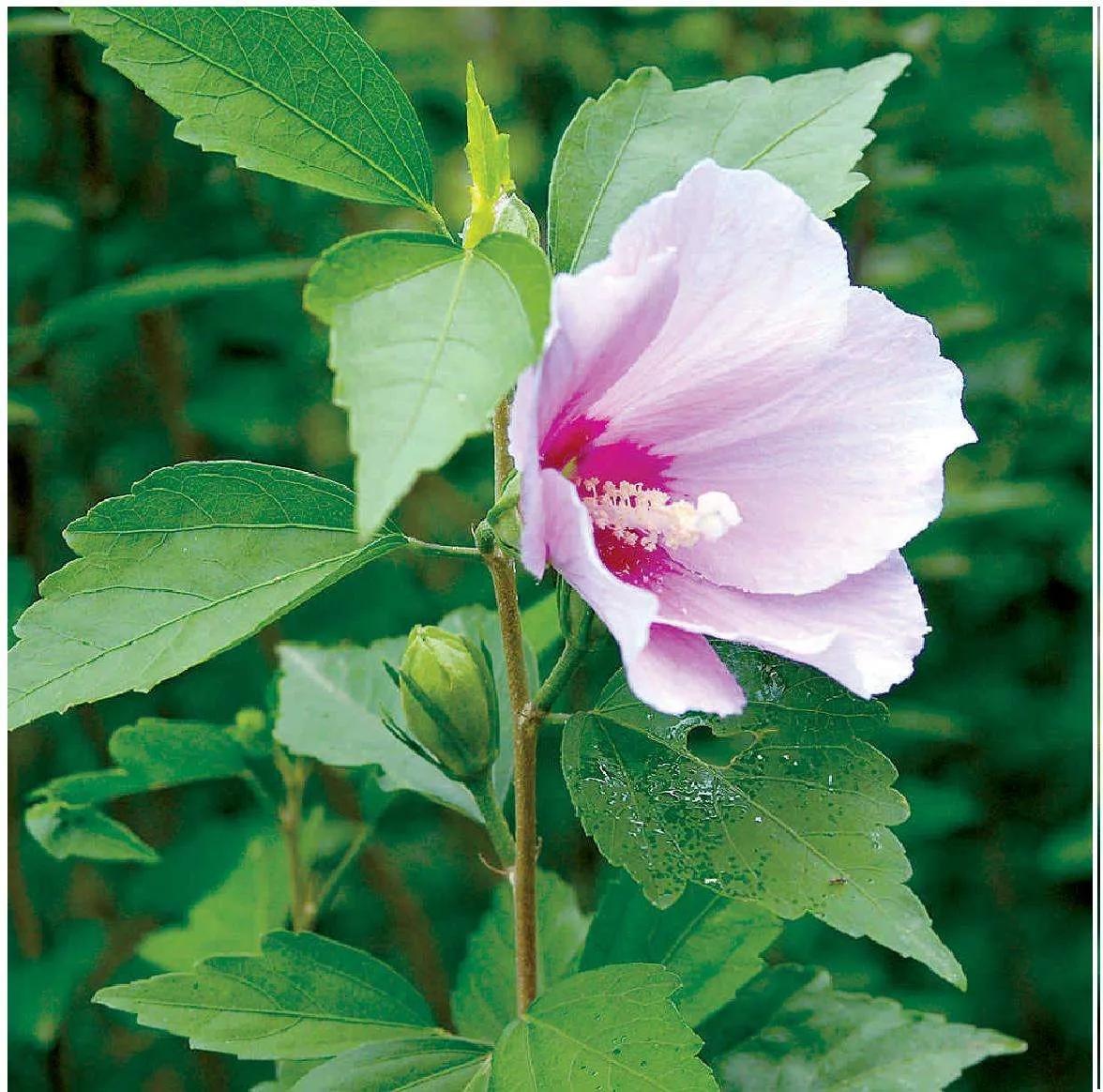 古代的人都是怎么洗头发的,你知道古代是用什么洗头发