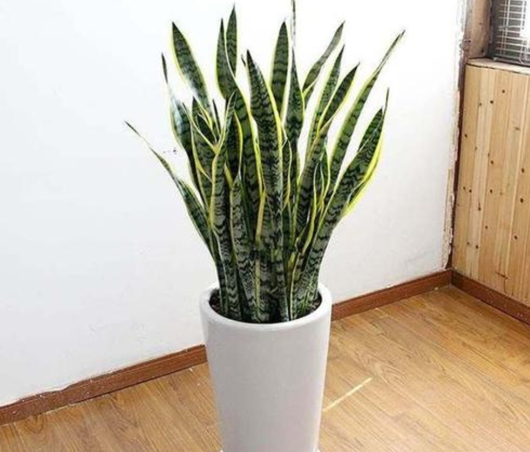 四种花旺财又养人,人养花花养人这15种花越养越干净