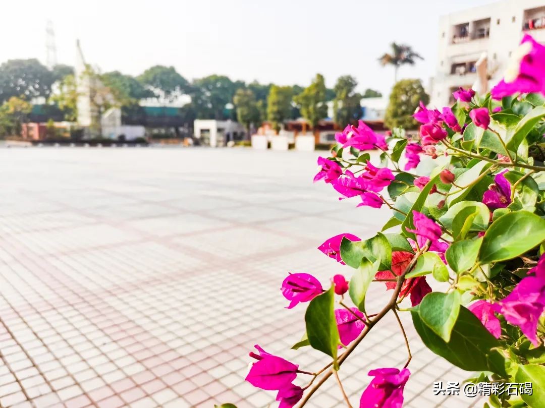 东莞石碣四海学校排名,东莞市四海英才小学招生简章