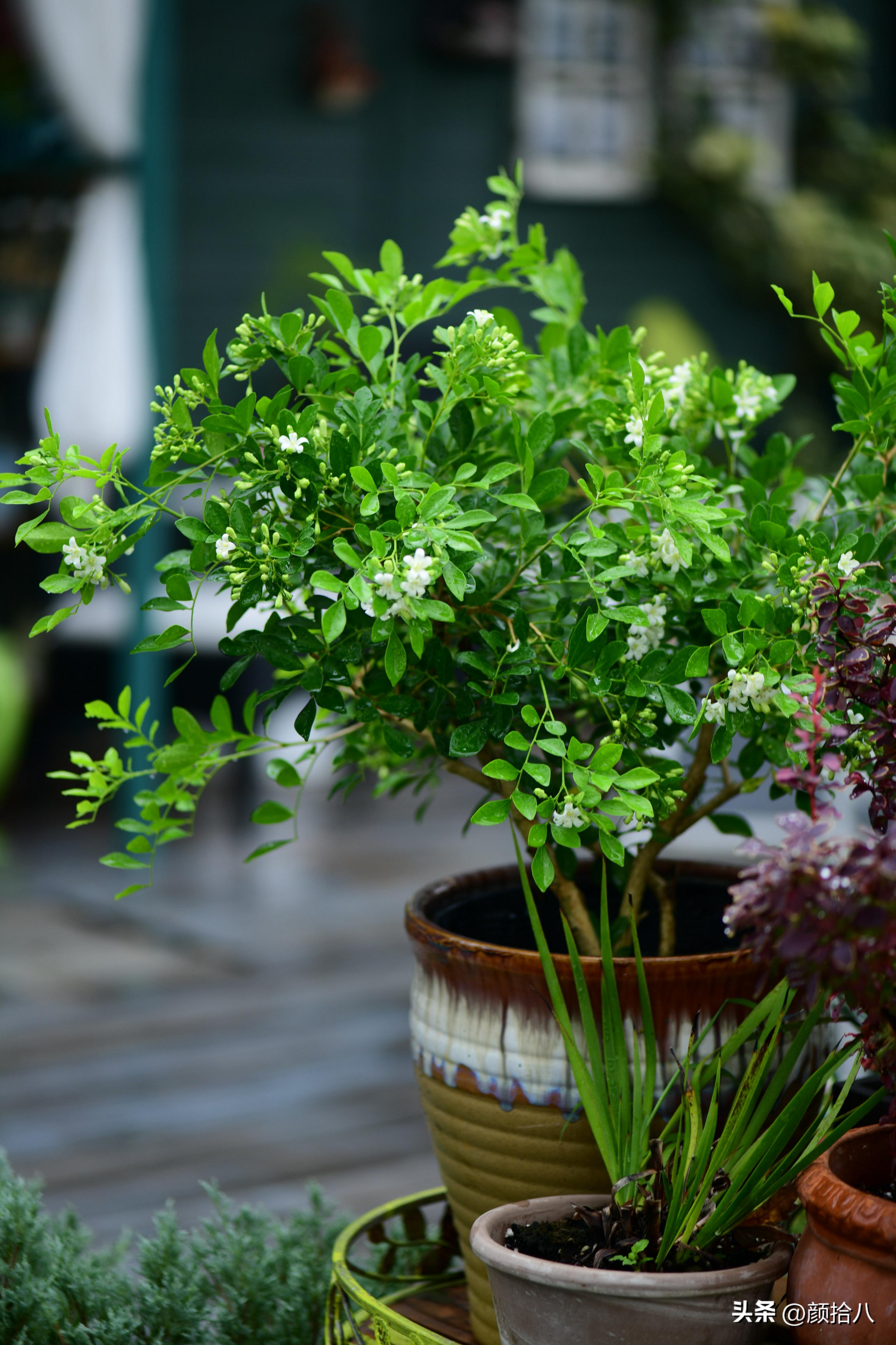 几乎没有存在感的七里香，到底是怎样的？|园丁