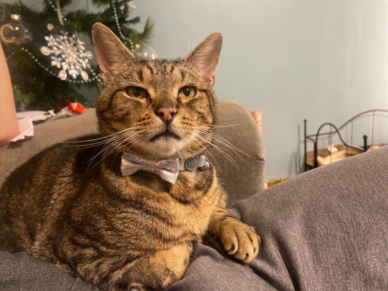 英国最受欢迎的宠物狗,英国最受欢迎的十大名犬