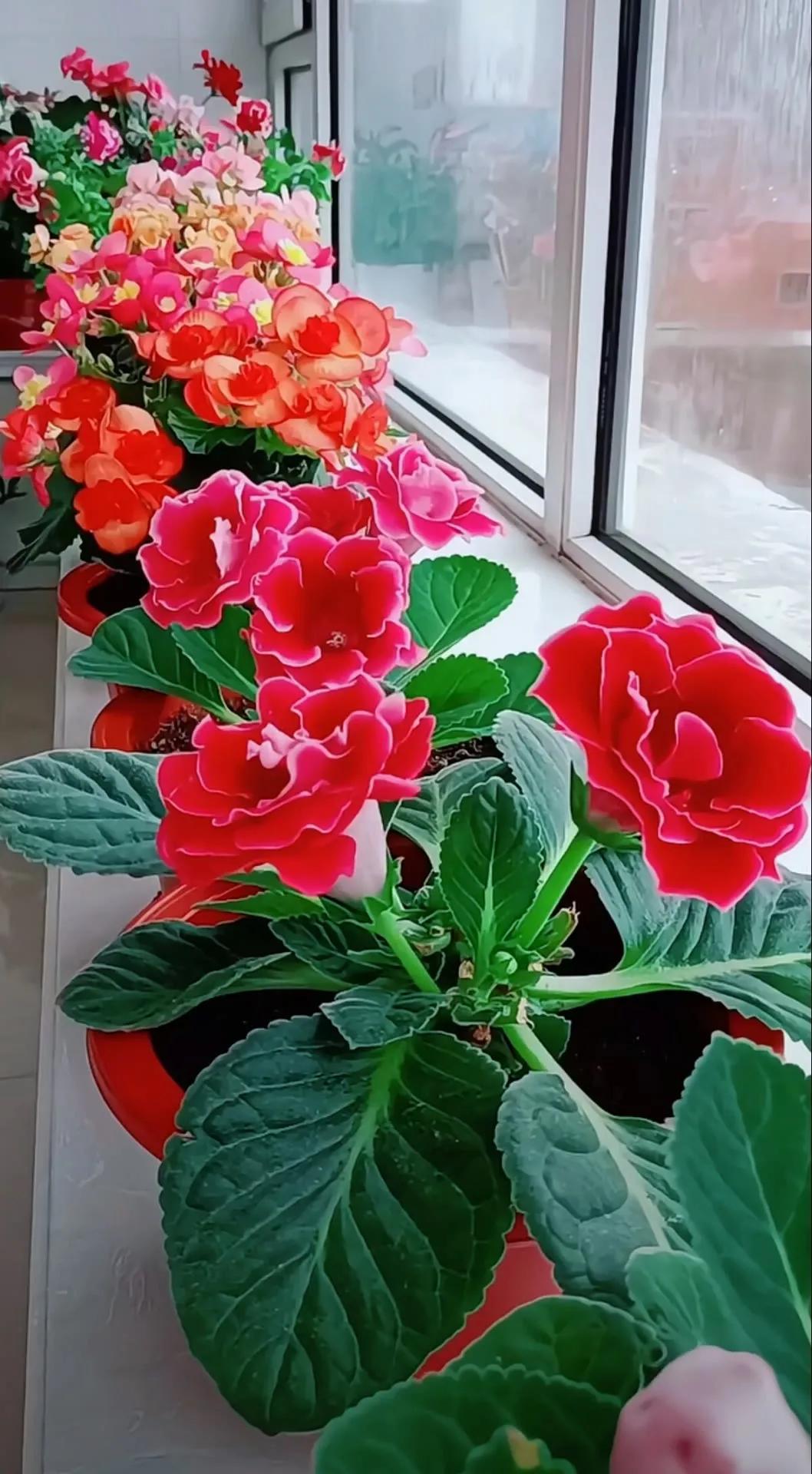 分享精美花朵图片,分享春天的图片大全