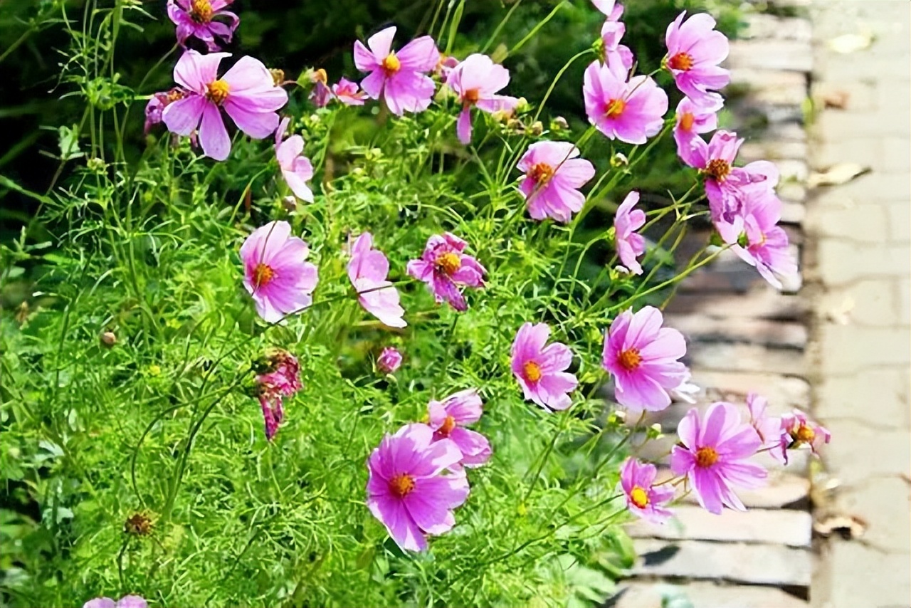 抖音很火的生日短句小朋友,抖音很火的宝宝生日句子大全