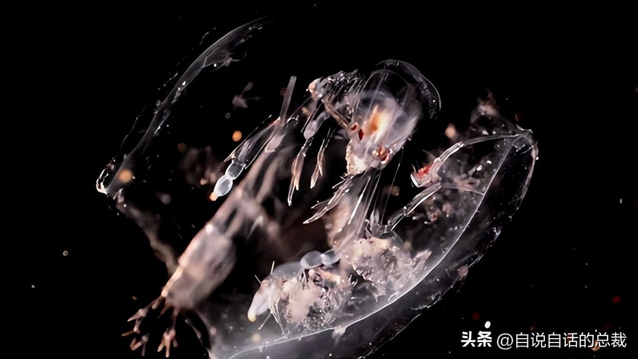 潜入深海寻找宝藏,潜入海底最深处你会发现什么