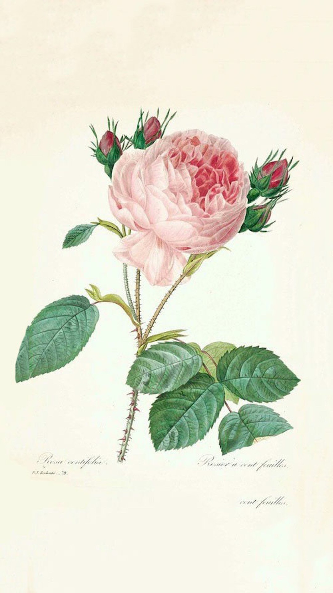 浅色壁纸高清图片花,超仙闺蜜壁纸动漫紫色和粉色