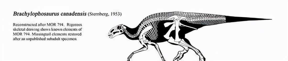 恐龙小百科认识更多的恐龙,恐龙大百科里有什么没见过的恐龙