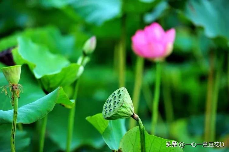 七言诗修心养性