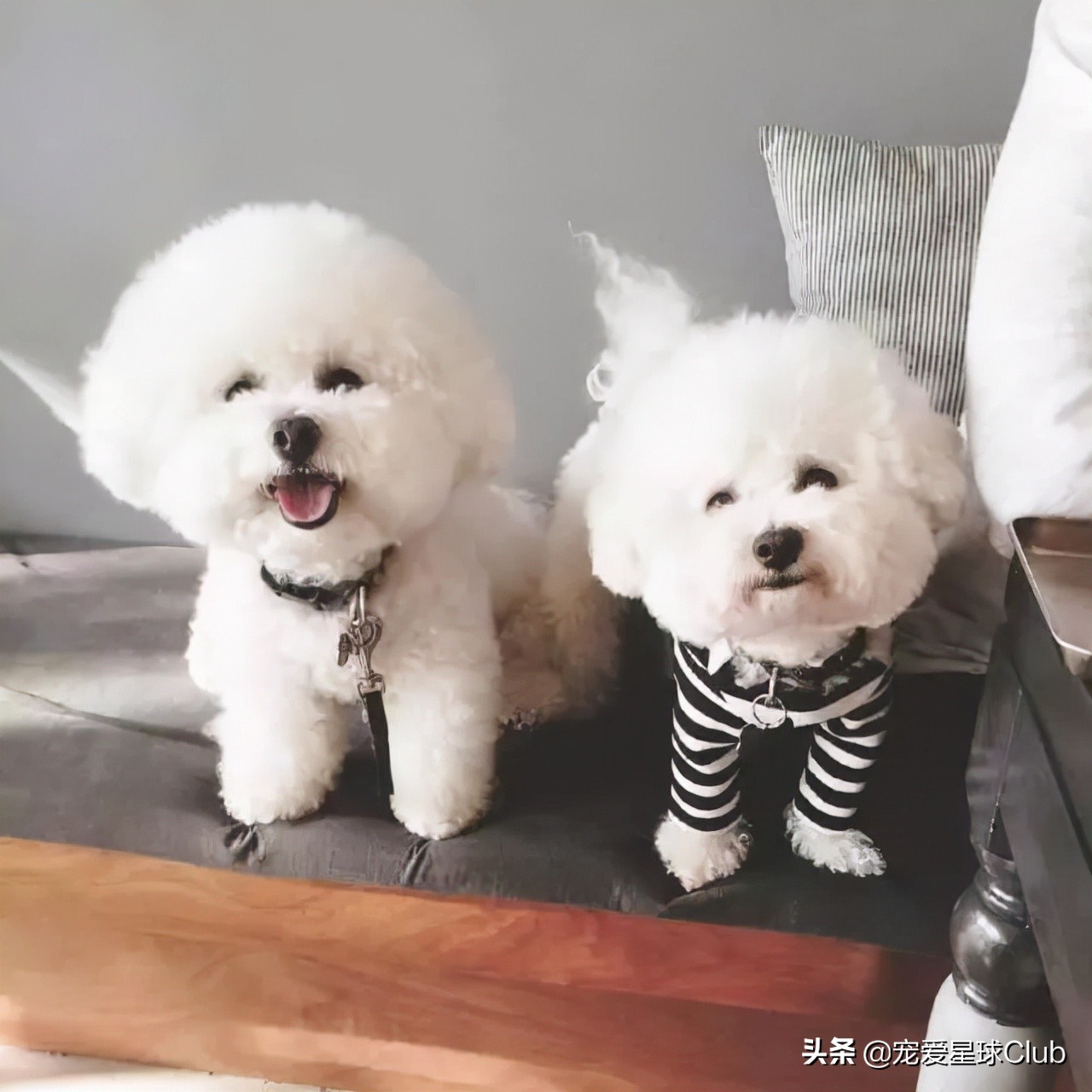 比熊犬语言大全,比熊犬照片棉花糖