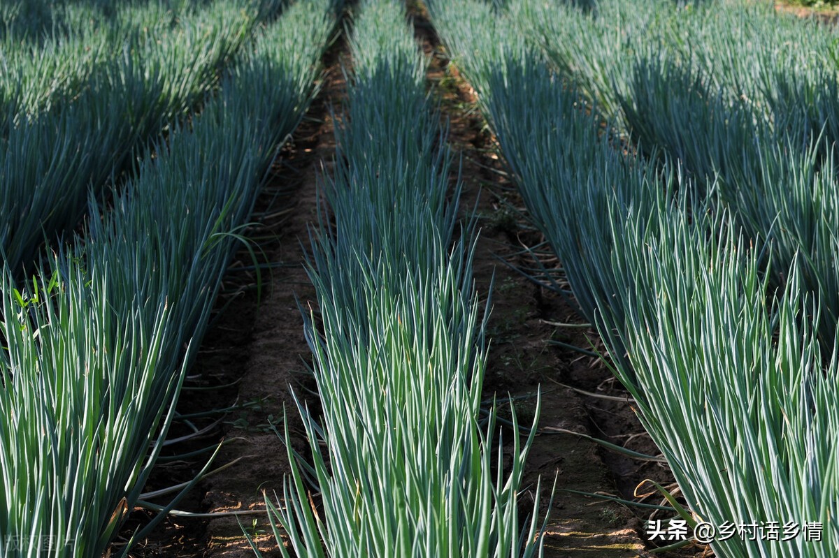 大葱想要长的好浇水有技巧,大葱幼苗要注意什么