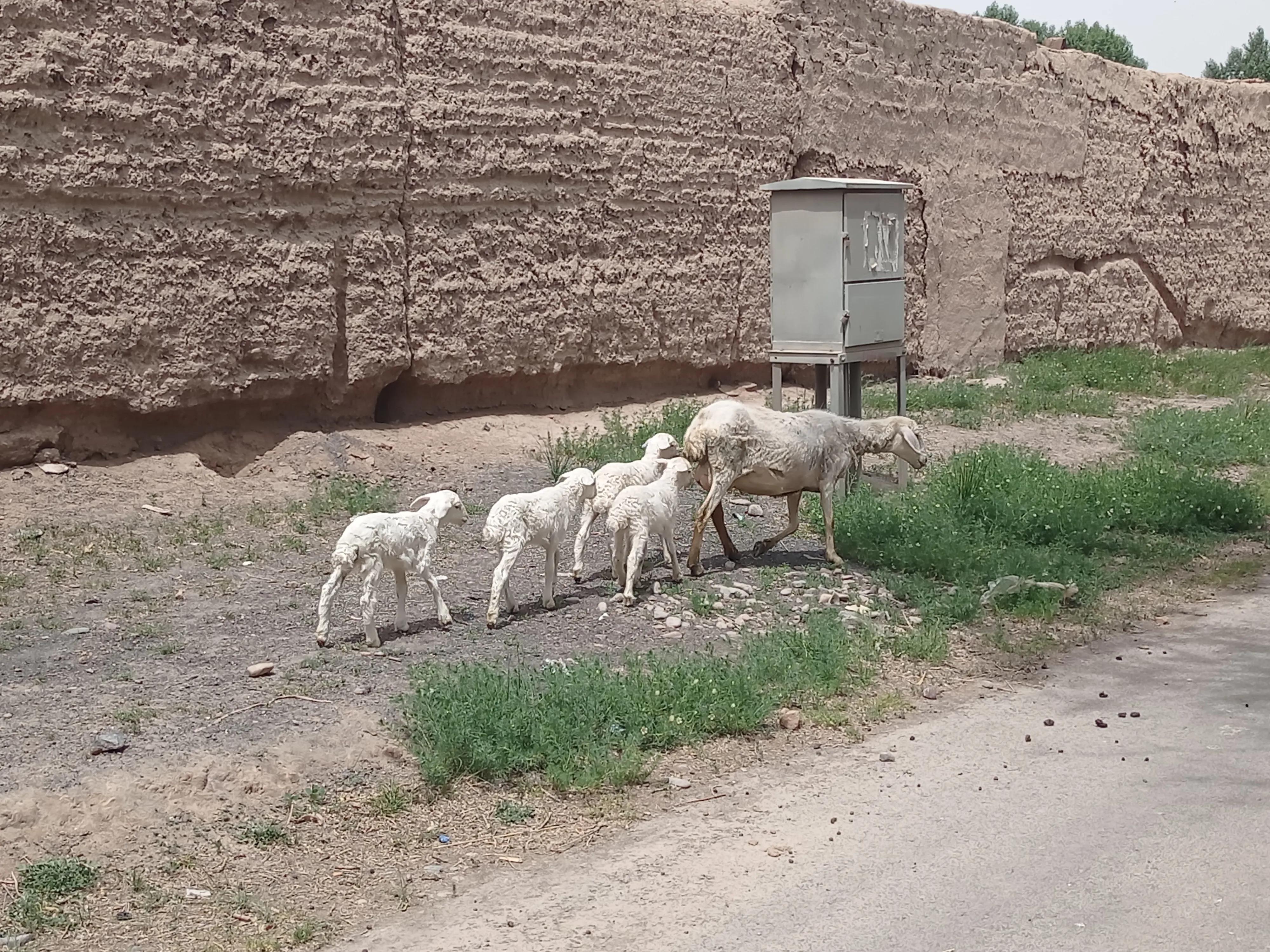 2024年养羊的10大忠告,为什么选择返乡养羊