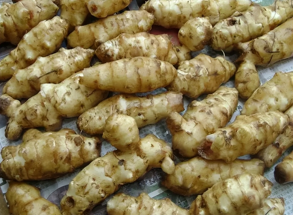 为什么没有人种洋姜,洋姜为啥没人种