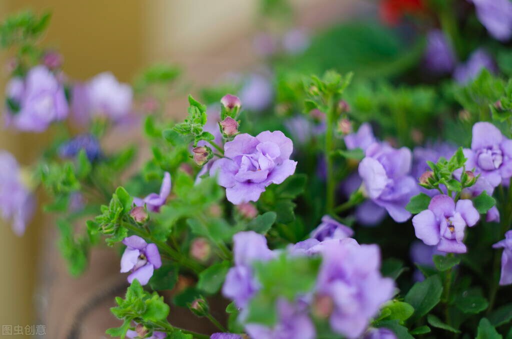 冷老师的偶像是谁,冷老师足球