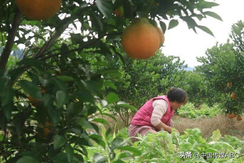 爱心蔬菜送环卫工,感恩蔬菜温暖环卫工人心
