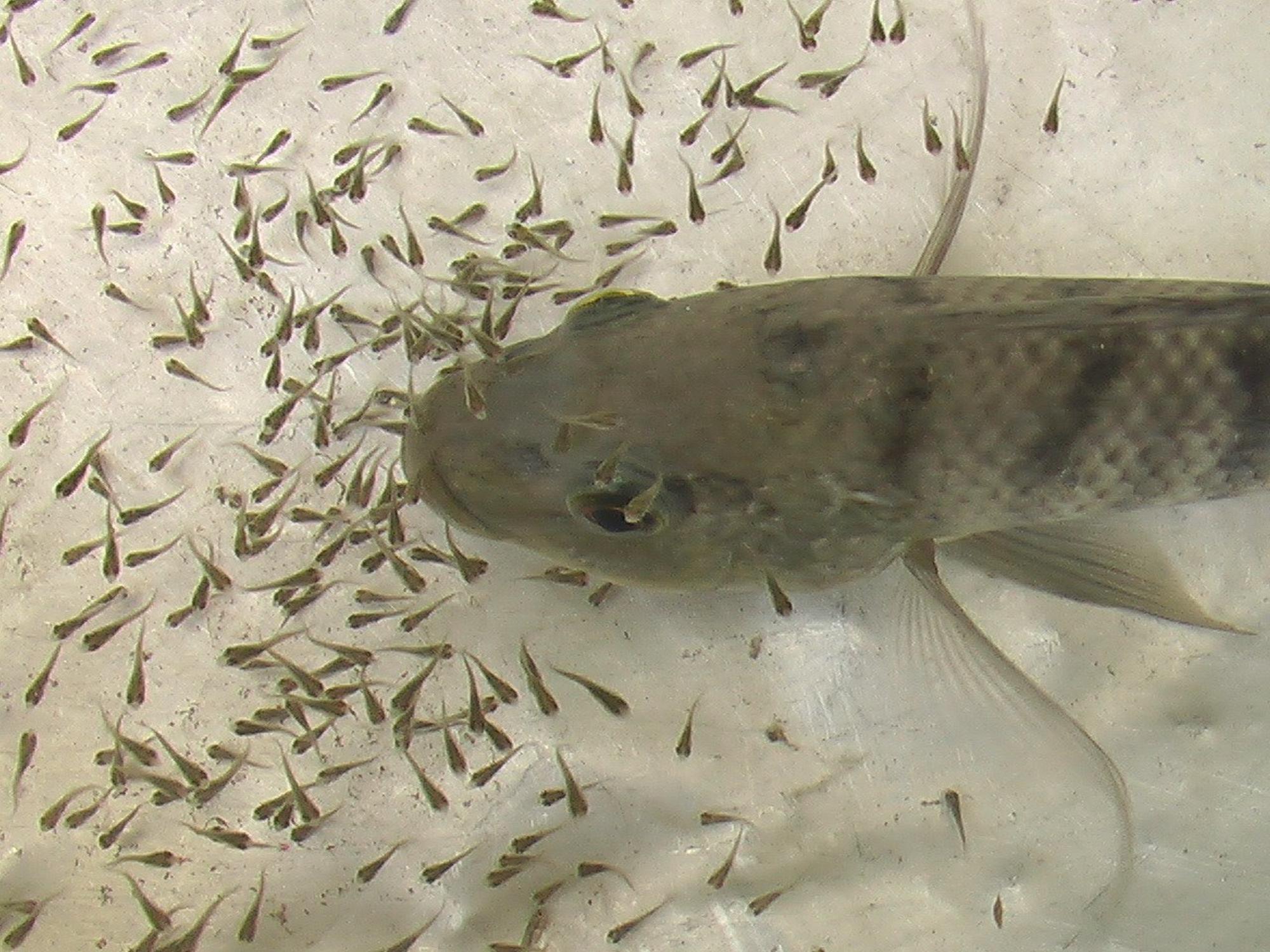 曾侯乙的身份象征,曾侯乙七大未解之谜