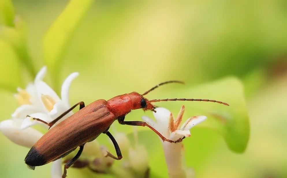 被什么虫子咬会整个叮咬部分变肿,小孩被虫子叮咬起了硬疙瘩有水泡