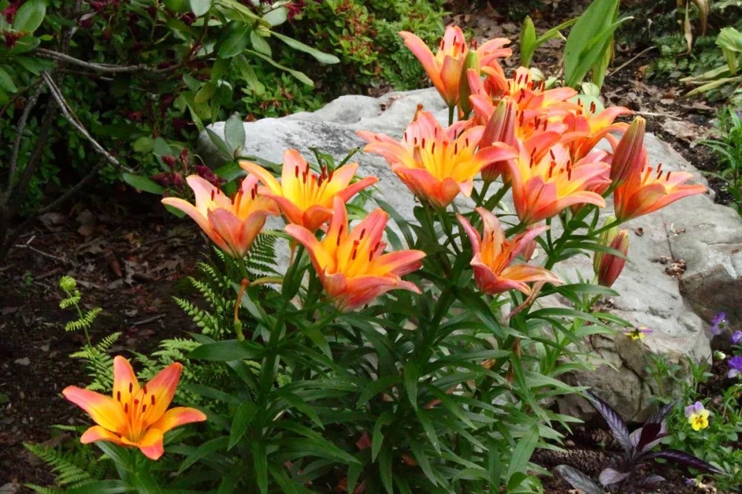 百合种类名称及图片及花语,可以入药的百合品种