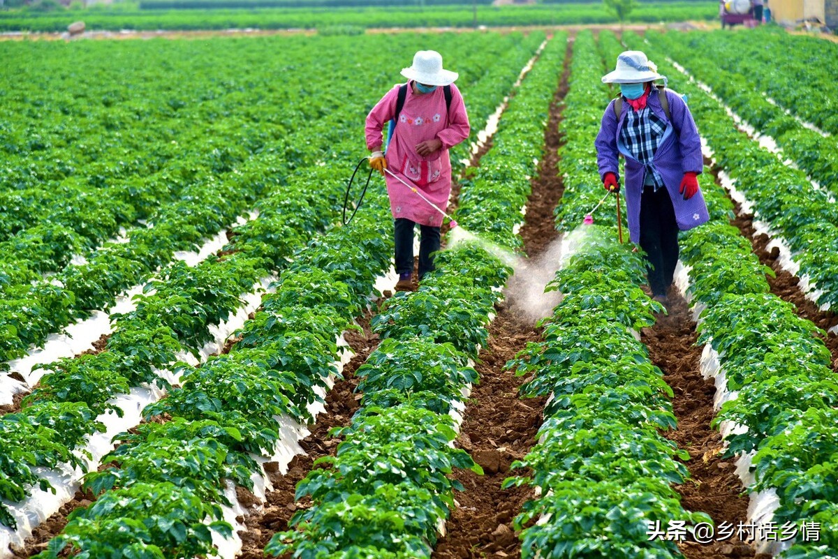 种植蔬菜什么不能挨着种,种植蔬菜不要肥料
