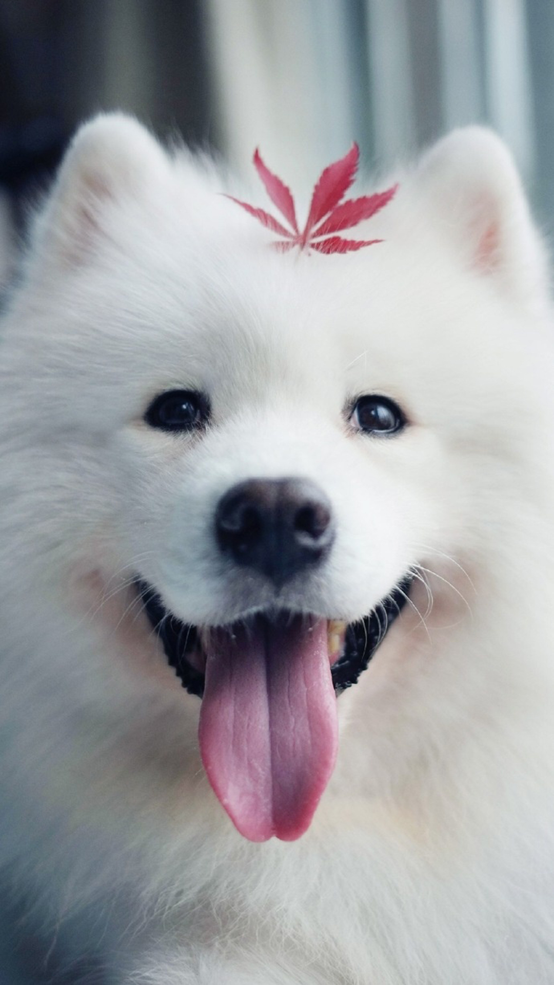 萨摩耶怎么去泪痕最快,萨摩耶狗身上掉毛怎么办