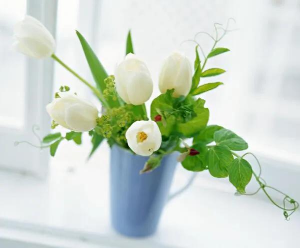 郁金香的花语文案图,郁金香的花语搞笑