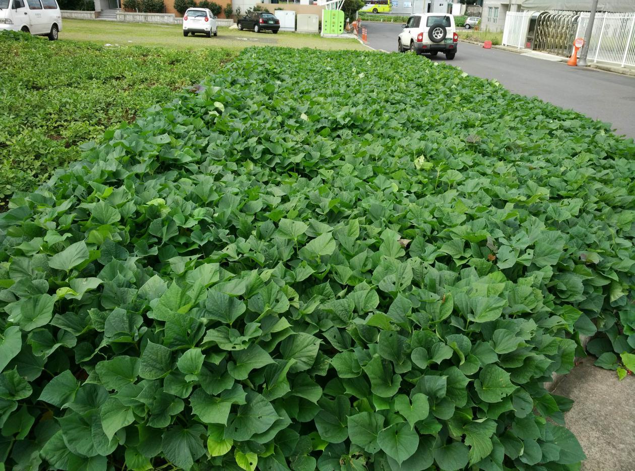 济州岛从地图上看,韩国济州岛位置从地图看