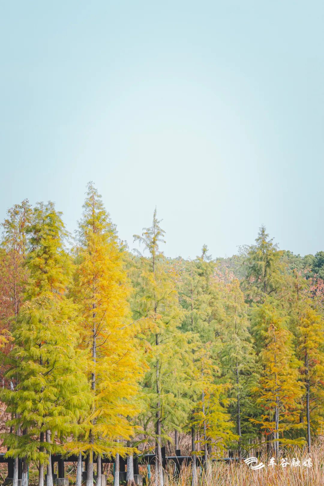 散步、慢跑、骑行……快来打卡车谷这些“高颜值”绿道