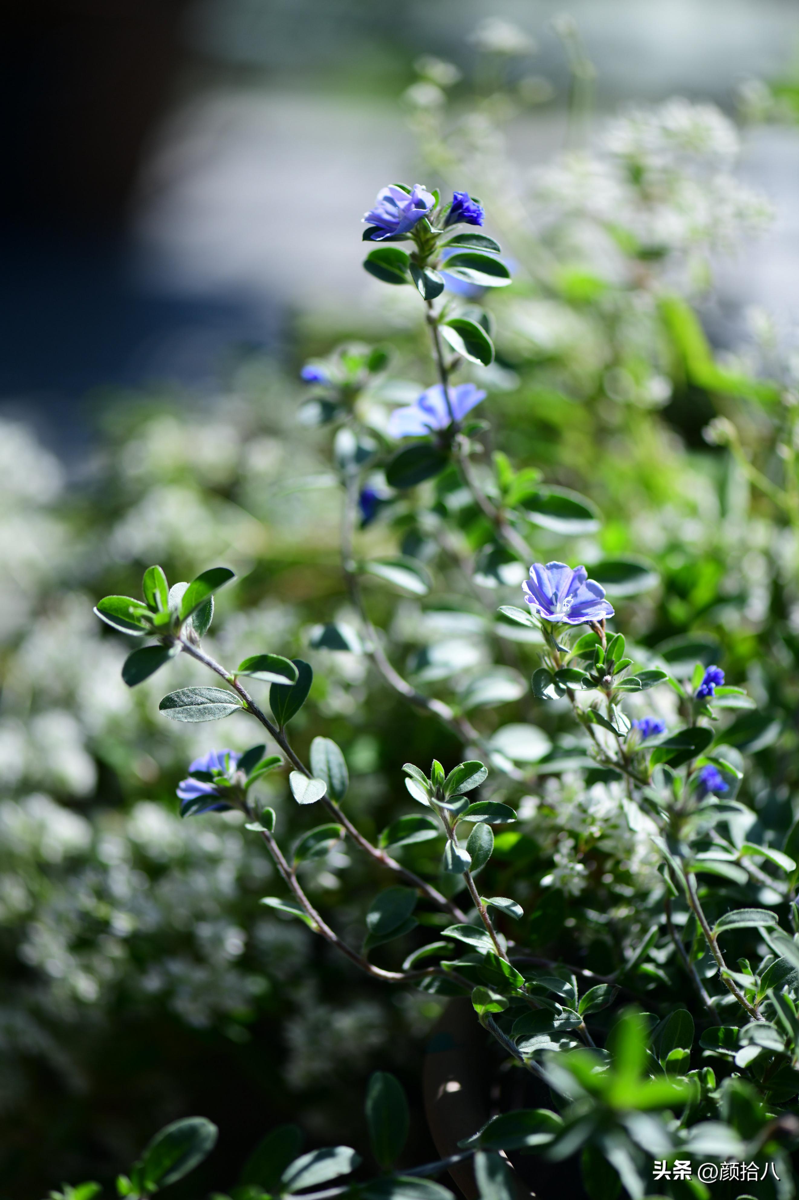 天冷怎么注意植物冻死,植物怕冷怎么过冬