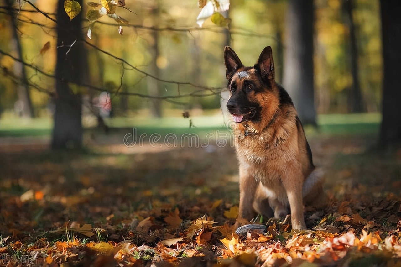 中华田园犬智商最高狗狗排名,宠物狗狗智商比拼top10