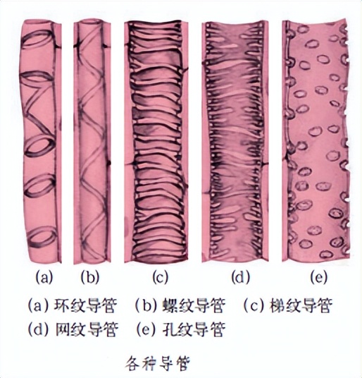科学知识大全小学生必背,科学知识大全全集