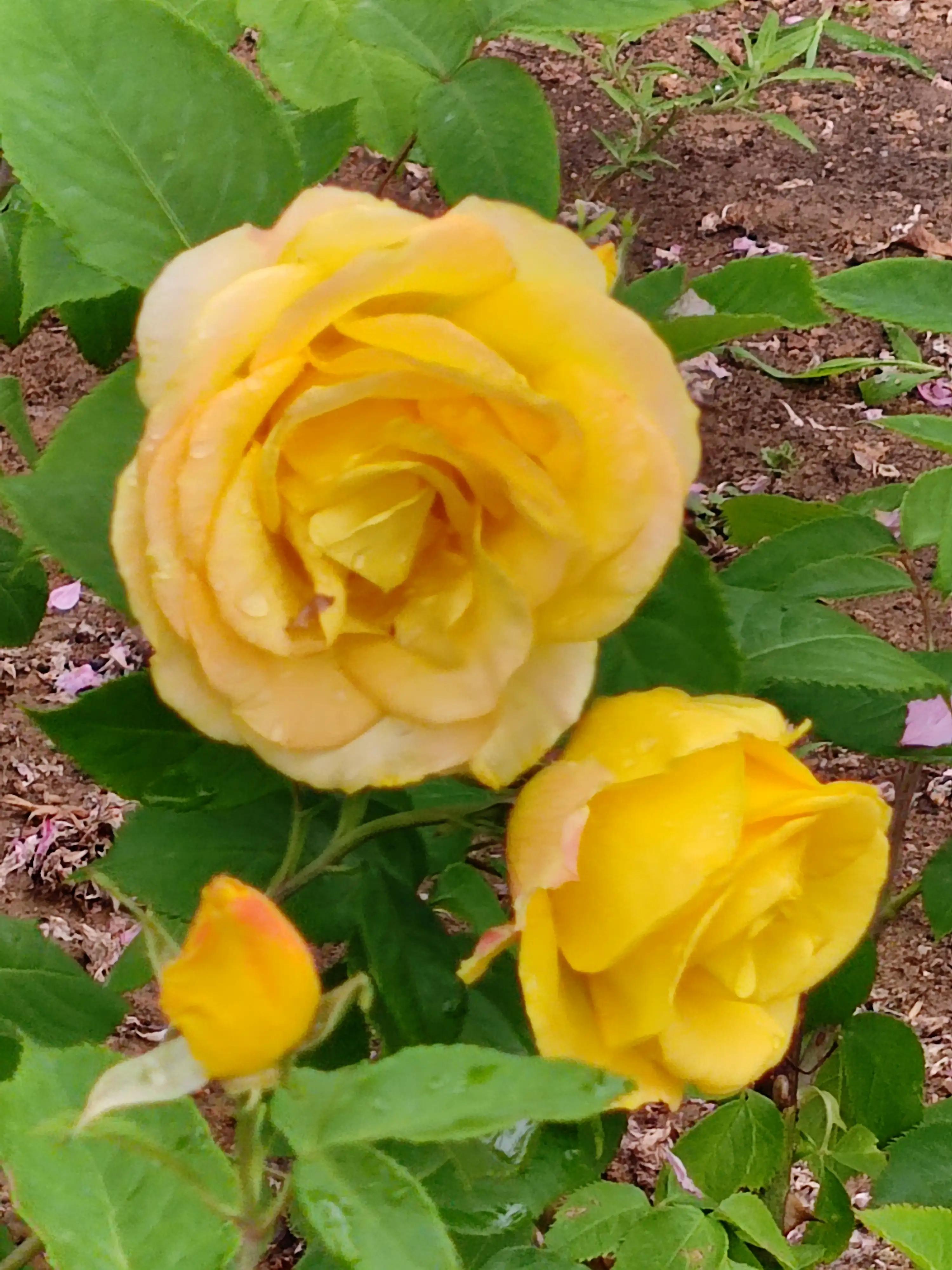 优秀作文：三个水杯，一段友谊