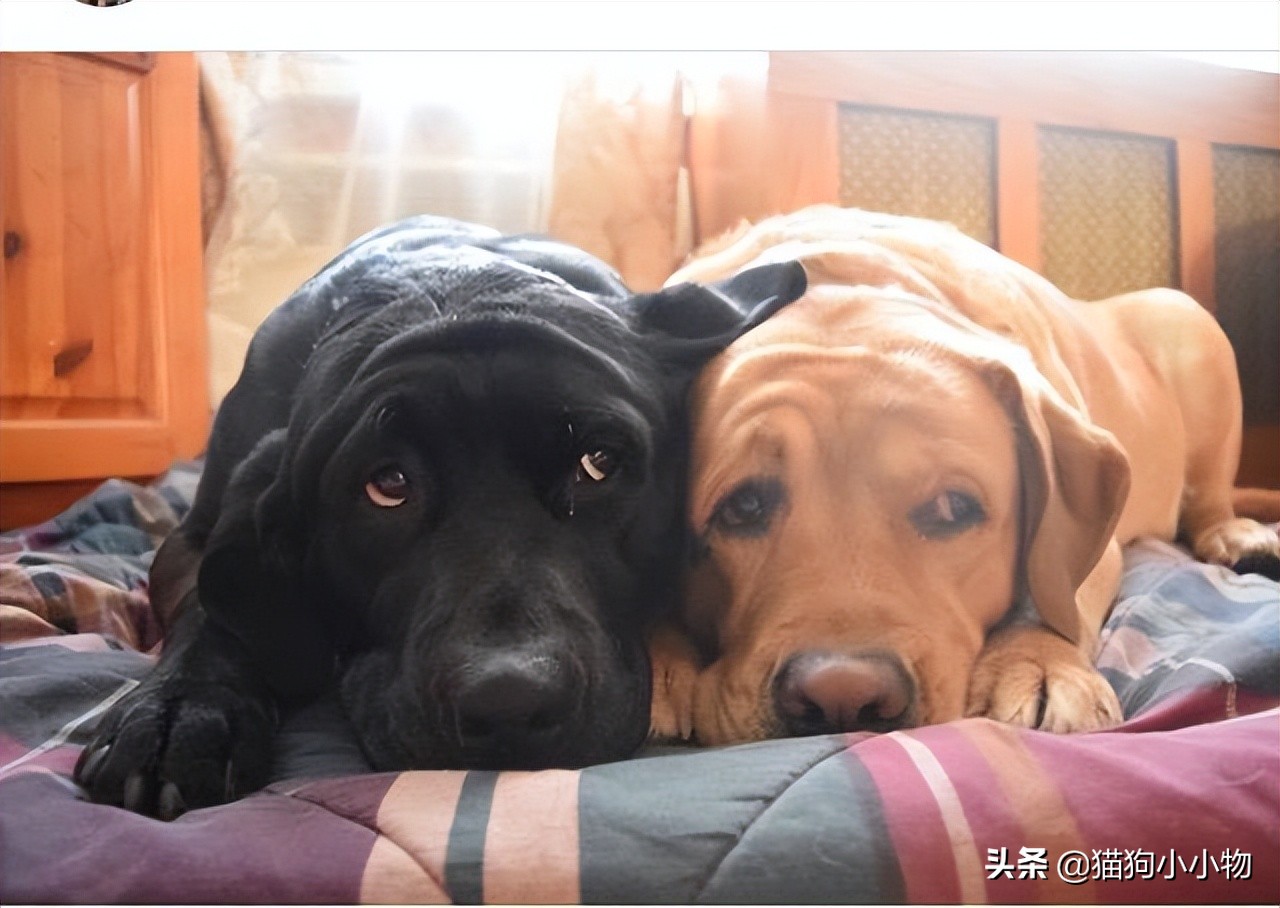 狗狗常见的4种“交配”方式，网友直呼：绝了