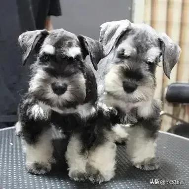 宠物狗应该怎么养详细介绍科普,宠物狗喂养及训练方法有哪些