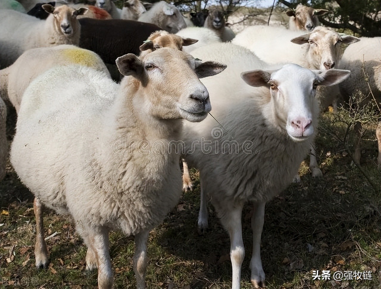 羊蹭墙是怎么回事,羊体内外寄生虫用什么驱虫药好