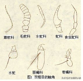 昆虫的习性与行为与害虫防治,害虫防治与昆虫分类